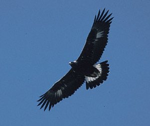 aguiareal.jpg